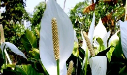 一帆风顺花养护记从枯黄到繁茂的旅程