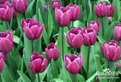 《种郁金香的喜和愁》