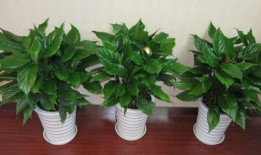 万年青叶子发黄了别慌看看这篇故事就懂