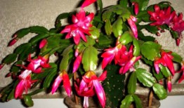 一盆蟹爪兰与独居女孩的相互治愈