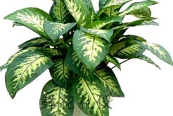 万年青养护故事：俺的绿植成长记