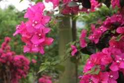 三角梅修剪的故事与心得