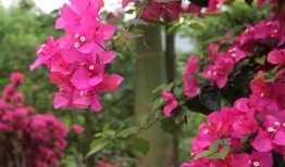 三角梅修剪的故事与心得