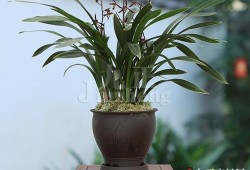 一株墨兰的南北情缘