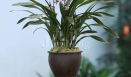 一株墨兰的南北情缘