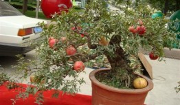 《我家仙人球冬日记》