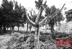 三层榕树修剪记