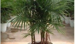 《富贵椰子养护记新手也能养好的绿植秘诀》