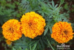 万寿菊养护二三事与邻里温情